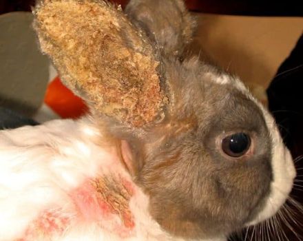 Symptoms and treatment of ear diseases in rabbits at home