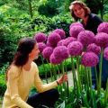 Tipus i varietats de cebes decoratives Allium, plantació i cura en camp obert