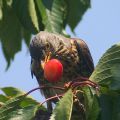 How can you protect and protect cherries from birds with various scarers