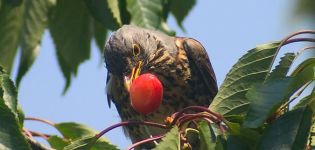 ¿Cómo se puede proteger y proteger las cerezas de los pájaros con varios aterradores?