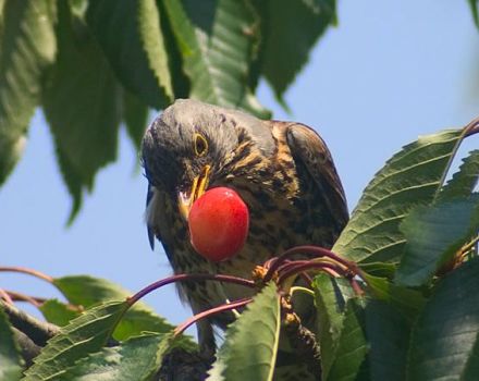 Comment pouvez-vous protéger et protéger les cerises des oiseaux avec divers effaroucheurs