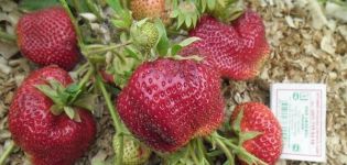 Description de la variété de fraises Chamora Turusi, plantation, culture et entretien