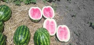 Description and rules for growing watermelon varieties Crimson Sweet