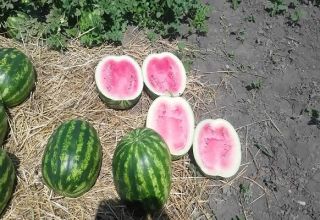 Description et règles de culture des variétés de pastèque Crimson Sweet