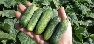 Description of the Claudia cucumber variety, its characteristics and yield