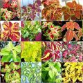 Description et caractéristiques des espèces et variétés de coleus, laquelle est préférable de choisir