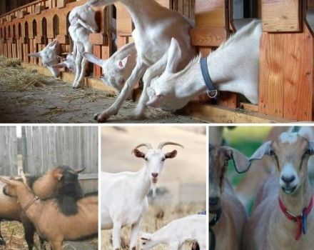 Contoh nama panggilan kambing dan senarai 200+ nama untuk kanak-kanak lelaki dan perempuan