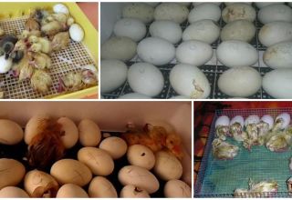 Rules for hatching goslings in an incubator at home and a temperature table