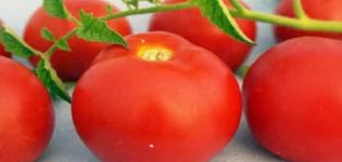 Description and characteristics of Pharaoh tomatoes, positive qualities