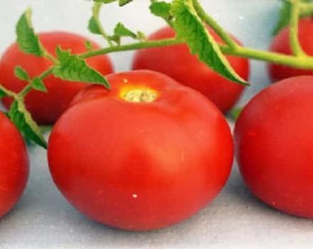 Description and characteristics of Pharaoh tomatoes, positive qualities