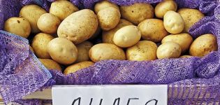 Description of the Lileya potato variety, features of cultivation and care