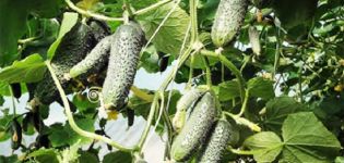 Description of the Aztec cucumber variety, its characteristics and cultivation