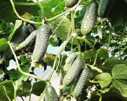 Descripción de la variedad de pepino azteca, sus características y cultivo.