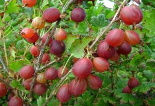 Descripción de las mejores variedades de grosellas, 50 de las especies más grandes y dulces.