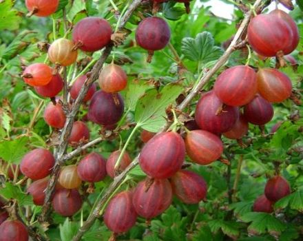 Penerangan mengenai varieti gooseberry terbaik, 50 spesies terbesar dan paling manis