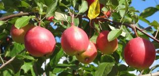 Descripción de la variedad de manzana Vympel, sus ventajas y desventajas.