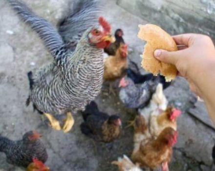 Is it possible to give broiler chickens and layers bread, feeding with black and white products