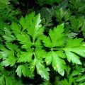 Medicinal properties and contraindications of parsley in diabetes mellitus