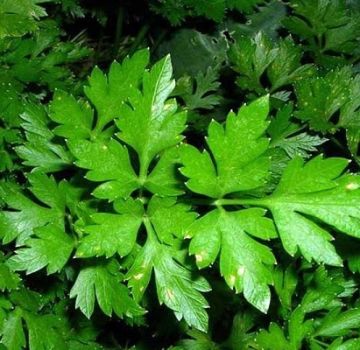 Medicinal properties and contraindications of parsley in diabetes mellitus