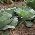 How to treat cabbage with vinegar to get rid of them