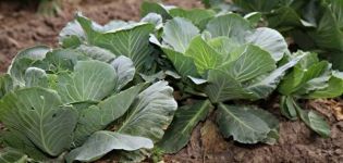 How to treat cabbage with vinegar to get rid of them