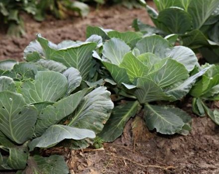 How to treat cabbage with vinegar to get rid of them