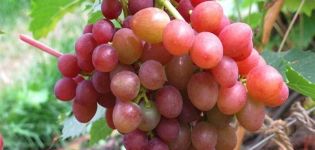 Description and characteristics, advantages and disadvantages of Brilliant grapes, cultivation