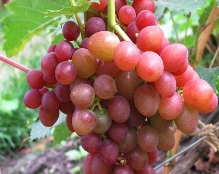 Description and characteristics, advantages and disadvantages of Brilliant grapes, cultivation