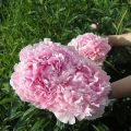 Description and characteristics of peony varieties Sarah Bernhardt, cultivation technology