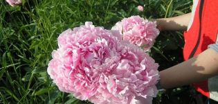 Description and characteristics of peony varieties Sarah Bernhardt, cultivation technology