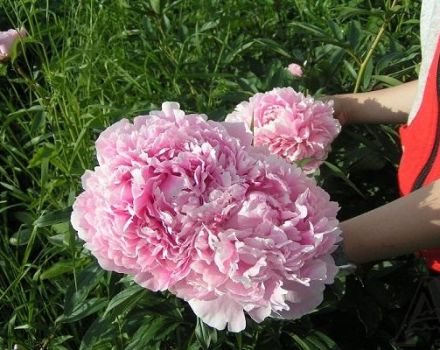 Description and characteristics of peony varieties Sarah Bernhardt, cultivation technology