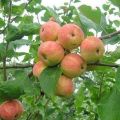 Caractéristiques et description de la variété de pomme Uralsky Souvenir, culture et entretien