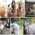 What a goat should look like, a general description and varieties of breeds and how to choose