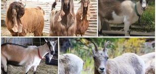 Seperti apa kambing, gambaran umum dan jenis baka dan cara memilihnya