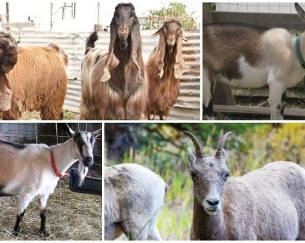 Miltä vuohen pitäisi näyttää, yleinen kuvaus ja rodun lajikkeet ja valinta