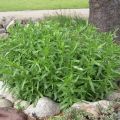 Growing, planting and caring for tarragon grass in the open field at home, how to propagate tarragon