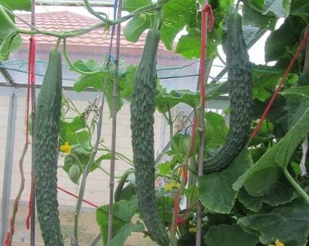 Description and types of varieties of Chinese cucumbers, their cultivation