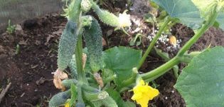 Pour mieux nourrir les concombres pendant la floraison et la fructification