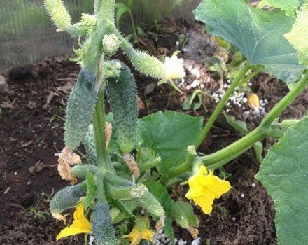 Pour mieux nourrir les concombres pendant la floraison et la fructification