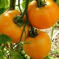 Description of the tomato variety Amber and its characteristics