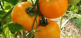 Description of the tomato variety Amber and its characteristics