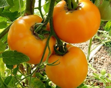 Description of the tomato variety Amber and its characteristics