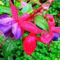 Description des variétés et des types populaires de fuchsia, plantation et entretien