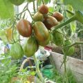 Penerangan mengenai varieti tomato Superexotic, ciri dan produktiviti