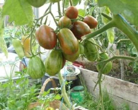 Penerangan mengenai varieti tomato Superexotic, ciri dan produktiviti