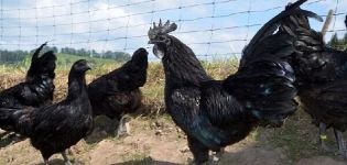 Penerangan dan ciri keturunan ayam Ayam Tsemani, syarat penahanan