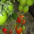 Caractéristiques et description de la variété de tomate Niagara, son rendement