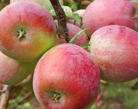 Description de la variété de pommiers Genève, quand planter et caractéristiques de croissance