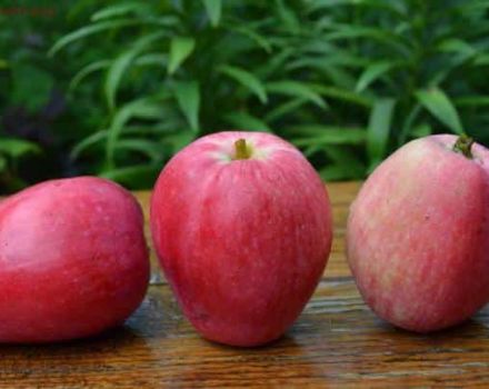 Características principales y descripción de la variedad, subespecie de manzana rayada de verano y su distribución en las regiones.