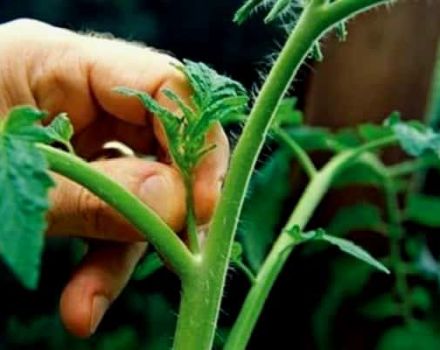 The scheme for pruning cucumbers in the greenhouse so that there is a good harvest